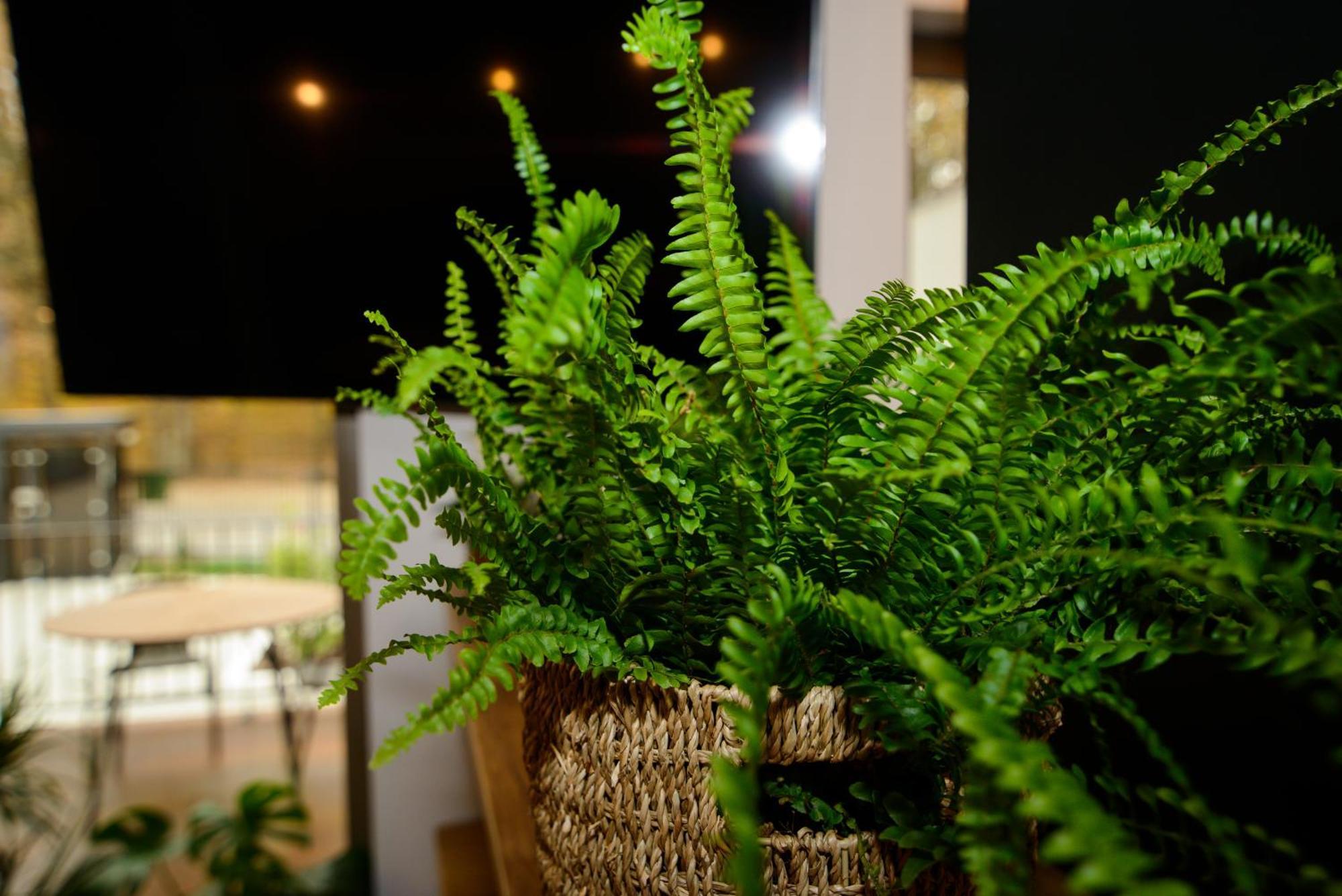 Forest Boutique ปีเตช ภายนอก รูปภาพ